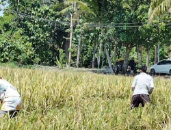 Kurang Pasokan Air, Ratusan Hektar Sawah di OKU Sumsel Gagal Panen