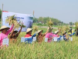 Beras Mahal, Petani Binaan PEP Sukowati Field Panen Perdana Pertanian Organik