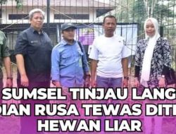 Rusa Mati Di Rumah Dinas Bupati Musi Rawas Bukan Dimakan Harimau