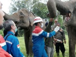 PEP Prabumulih Field Lestarikan Gajah Sumatera di Taman Wisata Alam Isau-Isau