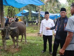 Sambut Ramadhan 1445 H, Festival Bantai Adat Rantau Panjang Potong 84 Kerbau