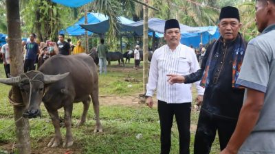 Sambut Ramadhan 1445 H, Festival Bantai Adat Rantau Panjang Potong 84 Kerbau