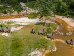 PHR Lestarikan Cinta Bagi Gajah Sumatera