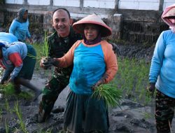 Sejuta Kisah di Hamparan Sawah Dari Lahan Tidur Hingga Panen Raya