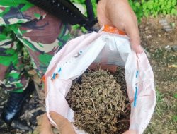 Satgas Yonif 122/TS Kembali Berhasil Temukan Narkoba Jenis Ganja Kering Seberat 1,2 Kg