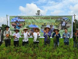 Taiwan Technical Mission Presentasi Panen Bawang di Sumatera Utara