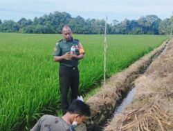 Campur Tangan TNI di Pertanian, Ekonomi Abdya Stabil