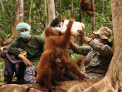 PT Pertamina Hulu Indonesia dan BOSF Teruskan Kerja Sama Pelestarian Orangutan di Kalimantan Timur