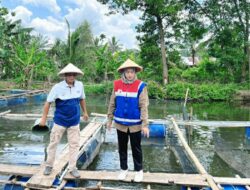 Transformasi Bekas Galian C: Pertamina Ciptakan Program Budidaya Ikan Air Tawar Berkelanjutan di Kampung Kreatif Sugihwaras