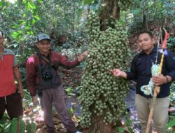 Peneliti Universitas Samudra Aceh Temukan Tujuh Jenis Durian Kalimantan Potensial Jadi Bahan Pangan