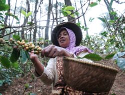 Berdayakan Ekonomi Masyarakat, PHE Dukung Budidaya Kopi Puntang