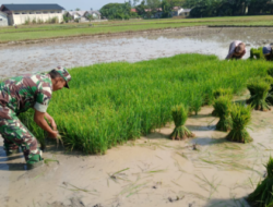 Petani Aceh Timur Semakin Sumringah Berkat Program Optimasi Lahan Rawa  Kodim 0104/Atim Yang Telah Rampung