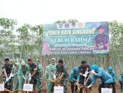 Pj Wako Lubuklinggau Hadiri Panen Raya Singkong di Kebun Rahma