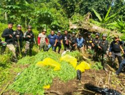 Melintasi Medan Yang Sulit, Satgas Yonif 122/TS Temukan Lahan Ganja Seluas 600 Meter dan 50,25 Kg Ganja Siap Panen di Batas Indonesia-Nugini