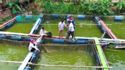 Muda dan Berdaya: Kelompok Pemuda Tani Millenial, Regenerasi Local Hero dalam Budidaya Ikan Air Tawar Berkat Pendampingan Pertamina