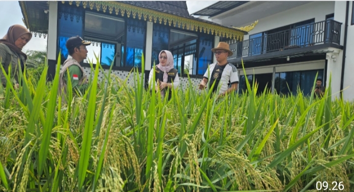 Kepala Dinas Ketahanan Pangan, Pertanian dan Kesehatan Hewan (KP2KH) Provinsi Kepri, Rika Azmi meninjau pekarangan rumah Bendara PWI Kepri, Ady Indra Pawennari di Kelurahan Air Raja, Tanjungpinang yang dimanfaatkan untuk budidaya tanaman padi, Kamis (27/3/2025).