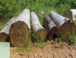 Warga Sungai Bengkal Minta Pelaku Illegal Logging di Hutan Kawasan Ditindak