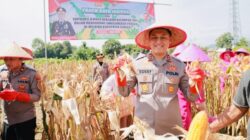 Kapolres Jember Ikut Panen Raya dan Tanam Jagung di Wuluhan