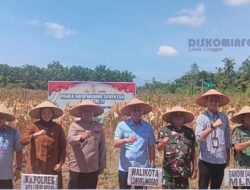 Wali Kota Lubuk Linggau Panen Raya Jagung Kuartal II Dukung Swasembada Pangan 2025