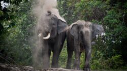 Kisah PHR Menjadi Sahabat Gajah di Jantung Hutan Riau