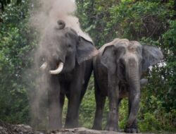 Kisah PHR Menjadi Sahabat Gajah di Jantung Hutan Riau