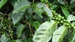 Mengenal Kawa Daun, Buah Revolusi Kopi di Sumbar