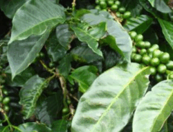 Mengenal Kawa Daun, Buah Revolusi Kopi di Sumbar