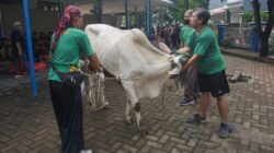 Idul Adha 1446 H, Mesjid Ar-Rahmah Cileungsi Potong 35 Hewan Bagikan Daging Untuk Warga Muslim dan Non Muslim