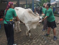Idul Adha 1446 H, Mesjid Ar-Rahmah Cileungsi Potong 35 Hewan Bagikan Daging Untuk Warga Muslim dan Non Muslim