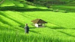 Menteri ATR/BPN Tegaskan Larangan Alih Fungsi Sawah LP2B